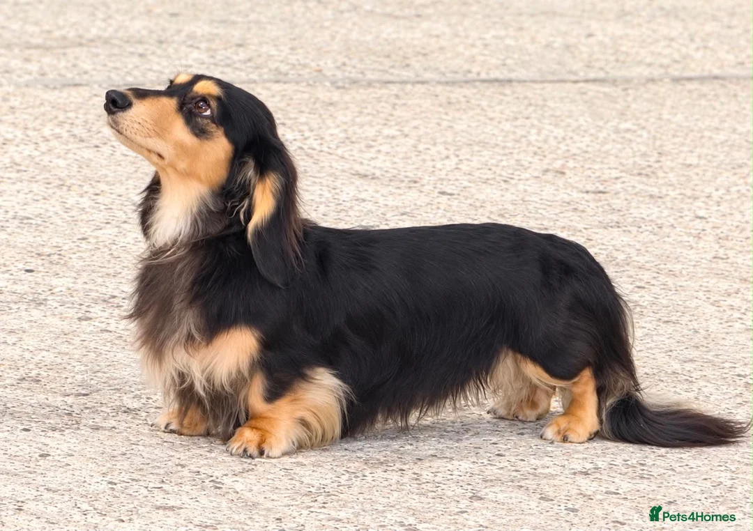 Miniature Dachshund dogs for stud: Miniature long hair dachshund for stud  - Advert 2