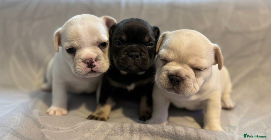 French Bulldog dogs for sale: 3 Beautiful French Bulldog Puppies  - Advert 1
