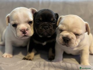 French Bulldog dogs 3 Beautiful French Bulldog Puppies - Advert 15