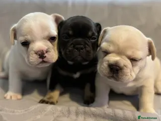 French Bulldog dogs 3 Beautiful French Bulldog Puppies - Advert 4