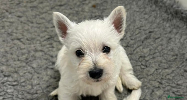 West Highland Terrier Puppies For Sale Pets4Homes west-highland-terrier-puppies-for-sale-pets4homes