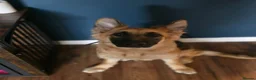 German Shepherd dogs for sale: Gorgeous Female German Shepherd Puppy  - Advert 13