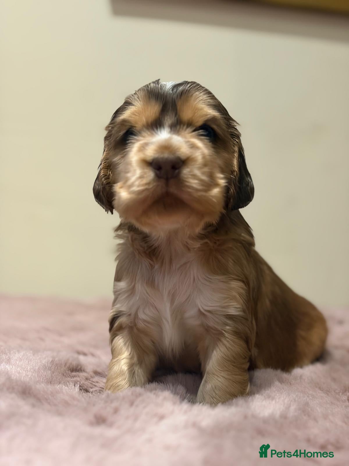 Cocker Spaniel dogs Stunning sable show cocker puppies in Kendal - Advert 5