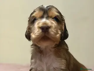 Cocker Spaniel dogs Stunning sable show cocker puppies in Kendal - Advert 5
