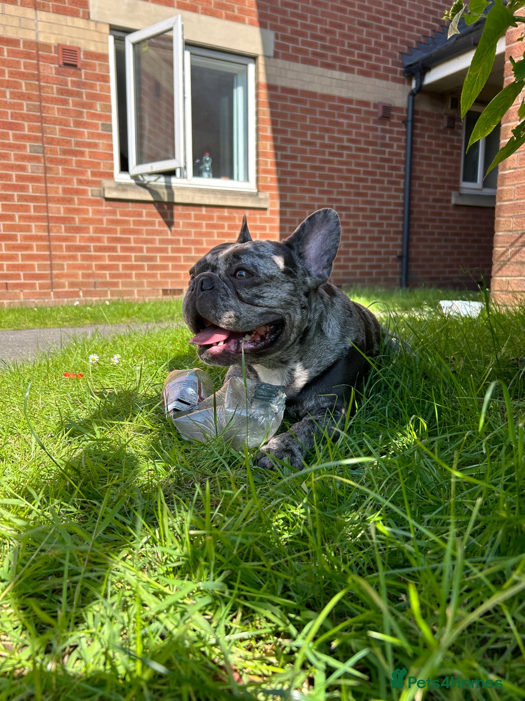 French Bulldog dogs for sale: BonBon & Hugo - Image 9