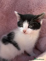 British Shorthair cats - Advert 5