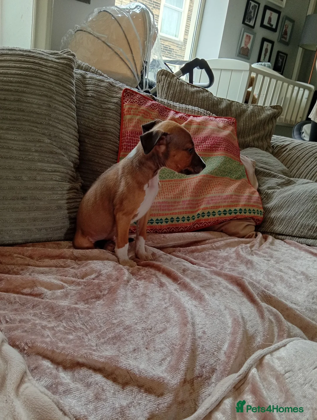 Mixed Breed dogs for sale: 2 male lurcher cross staff puppies  in Nelson - Advert 5