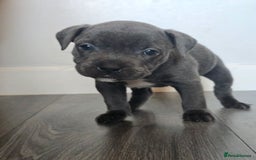 Staffordshire Bull Terrier dogs for sale: Kc Blue staffordshire bull terrier puppies - Image 8