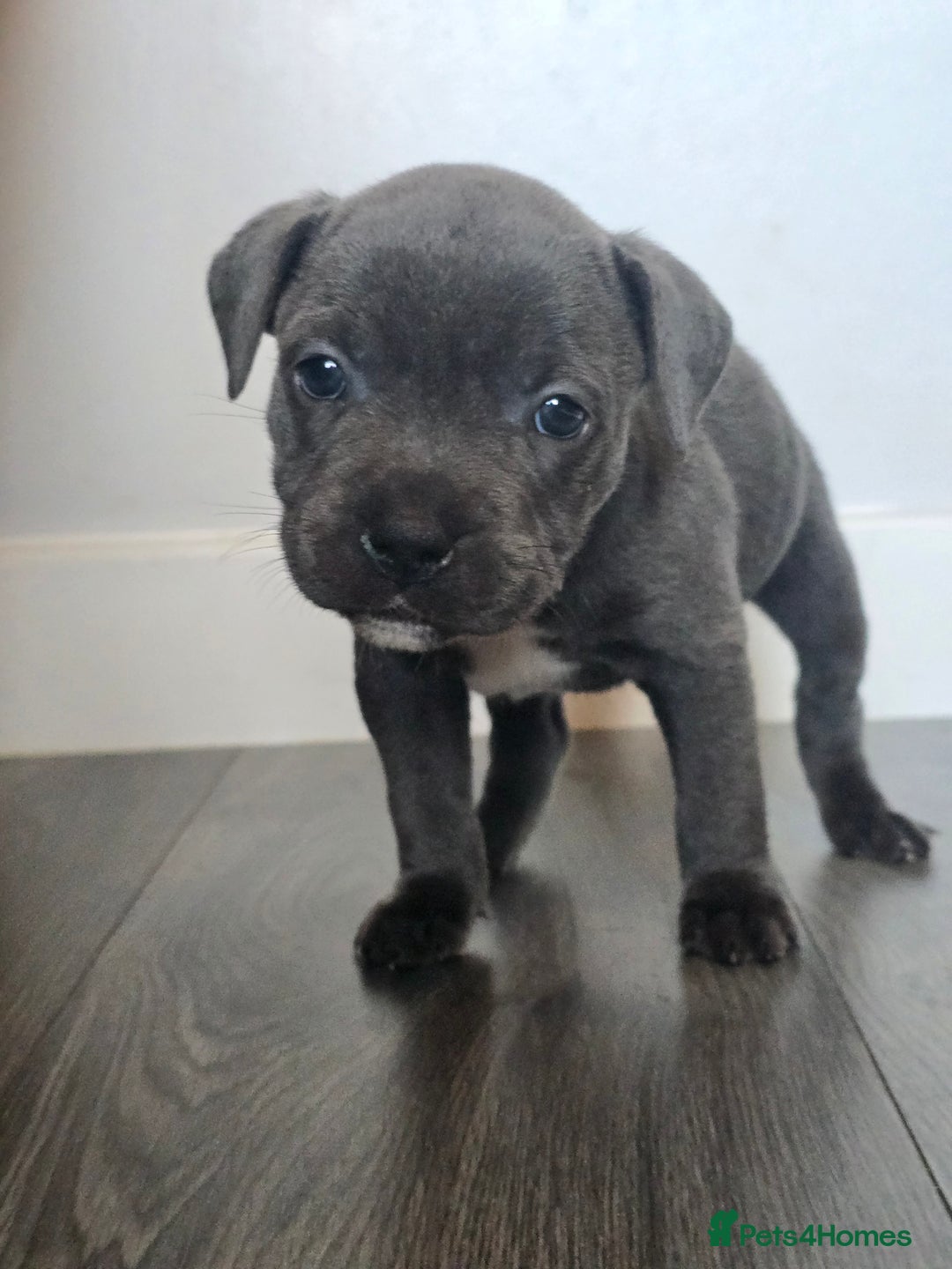 Staffordshire Bull Terrier dogs for sale: Kc Blue staffordshire bull terrier puppies - Image 8