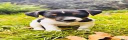 Jack Russell dogs for sale: Jack Russell Puppies for sale - Advert 11