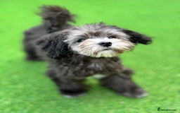 Maltipoo dogs for sale: 🩵Ready Now STUNNING Asian Maltipoo Boy🩵 in Bathgate - Image 13