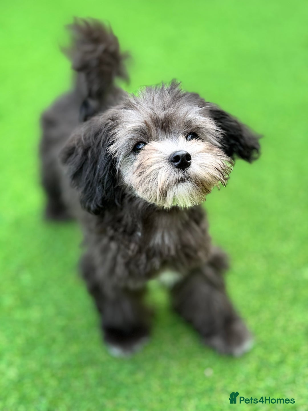 Maltipoo dogs for sale: 🩵Ready Now STUNNING Asian Maltipoo Boy🩵 in Bathgate - Image 13