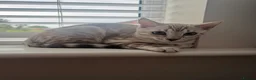 Bengal cats for sale: Beautiful Health Tested Bengals in Kidderminster - Advert 2
