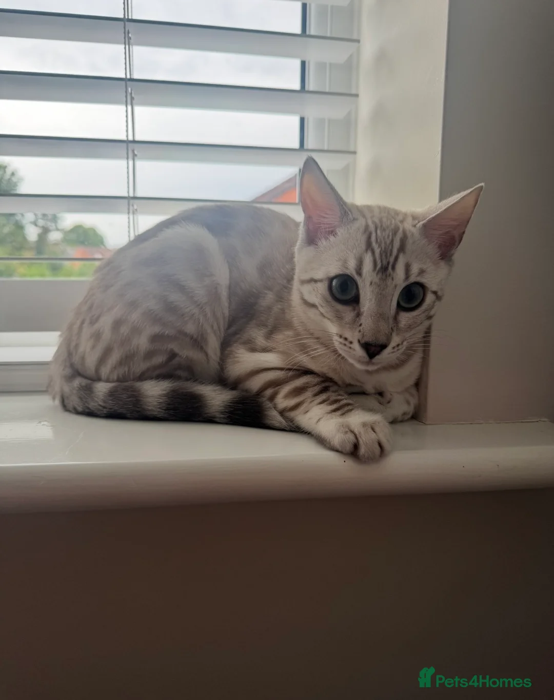 Bengal cats for sale: Beautiful Health Tested Bengals in Kidderminster - Advert 2