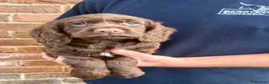 Cocker Spaniel 1