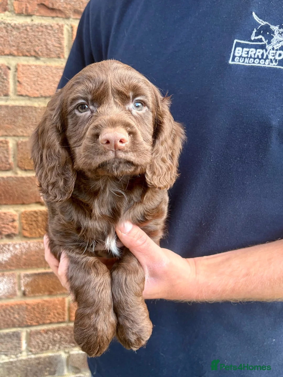 Cocker Spaniel dogs for sale: KC HEALTH TESTED COCKER SPANIEL  - Advert 2