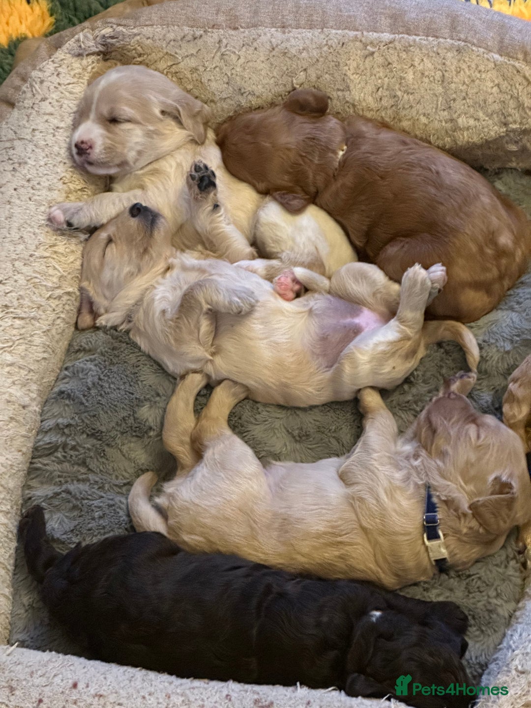 Labradoodle dogs for sale: Beautiful 50/50 British x Australian Labradoodles in Knighton - Image 23
