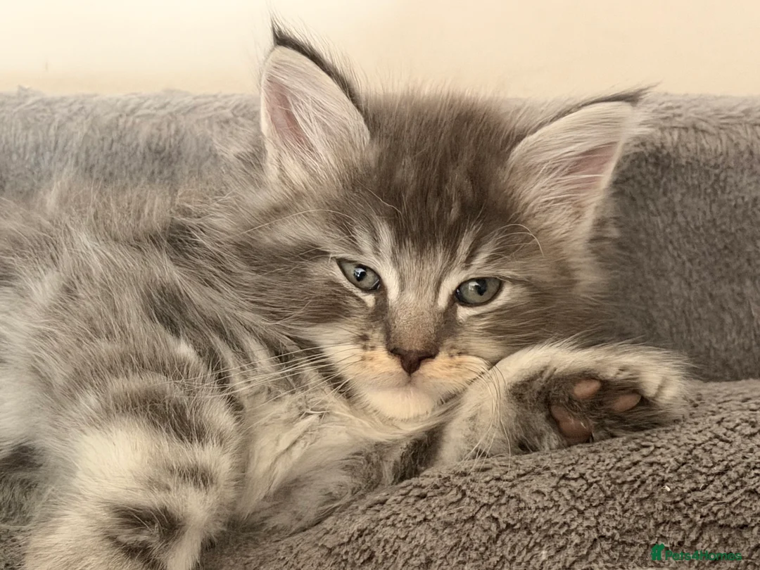 Maine Coon cats for sale: Mainecoons x ragdoll kitten - Advert 2