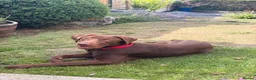 Labrador Retriever dogs for sale: Chocolate Labrador/Retriever  - Advert 3