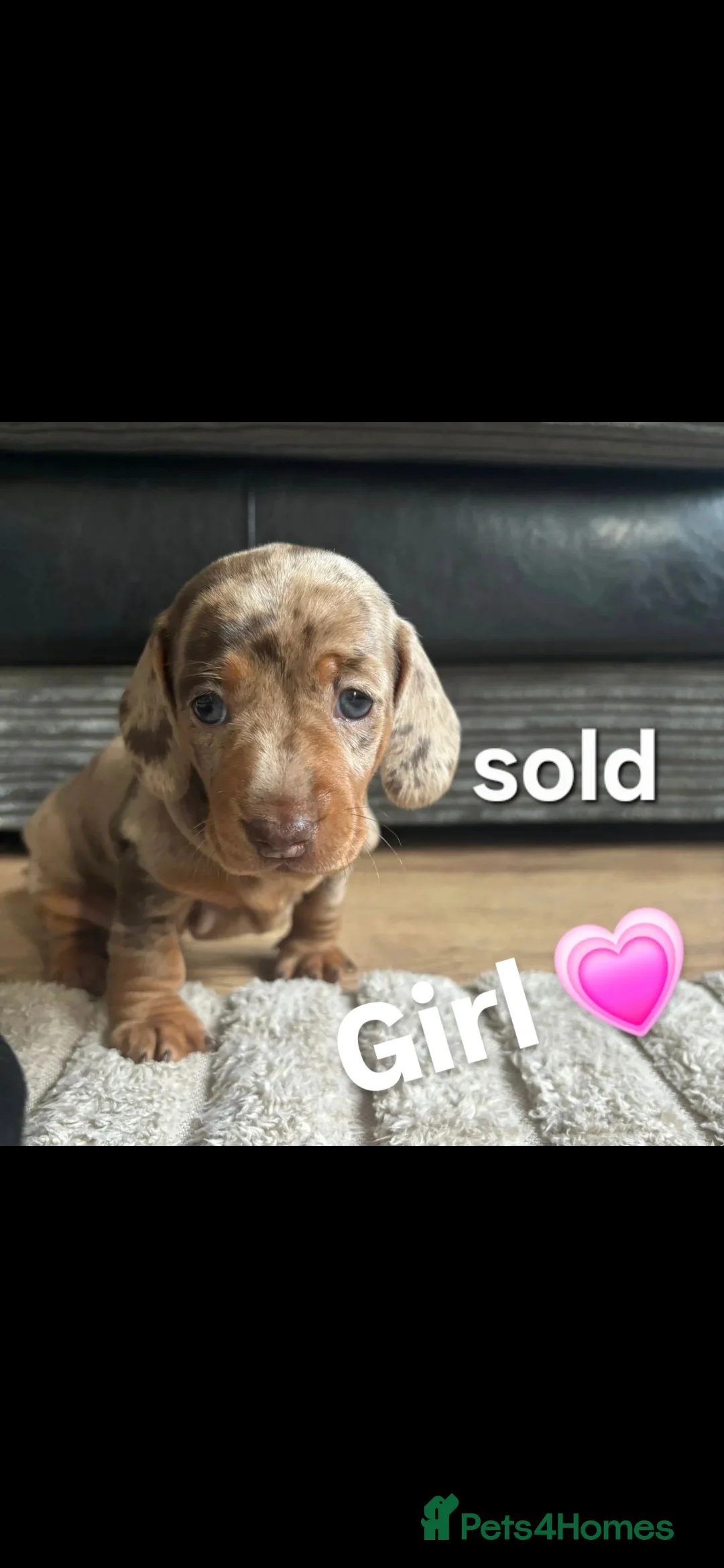 Miniature Dachshund dogs for sale: Miniature Dachshunds  - Advert 27