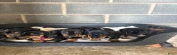 Dachshund dogs for sale: Traditional/dapple daschunds - Advert 14