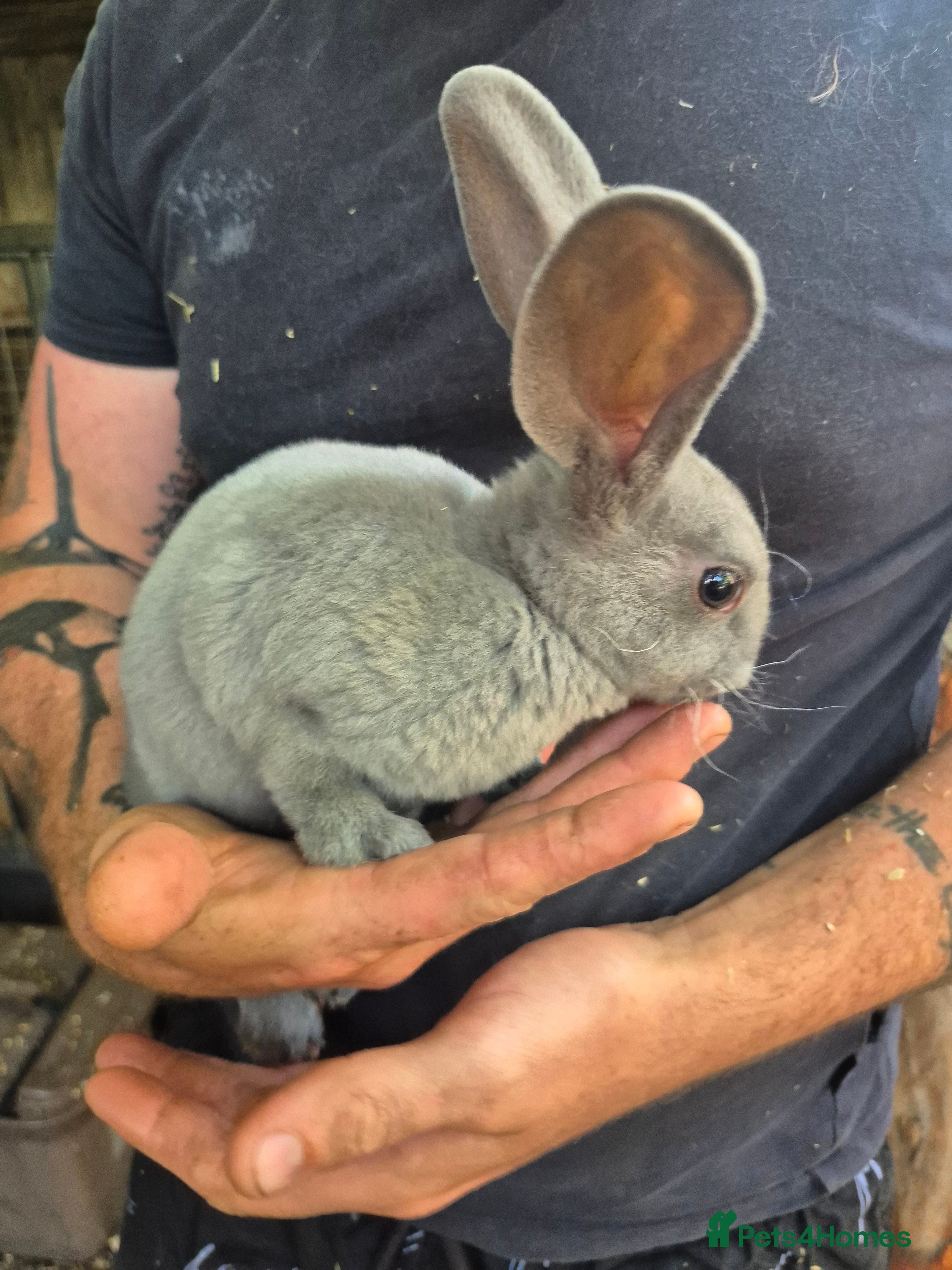 Rex rabbits Blue opal standard rex rabbits  - Advert 9