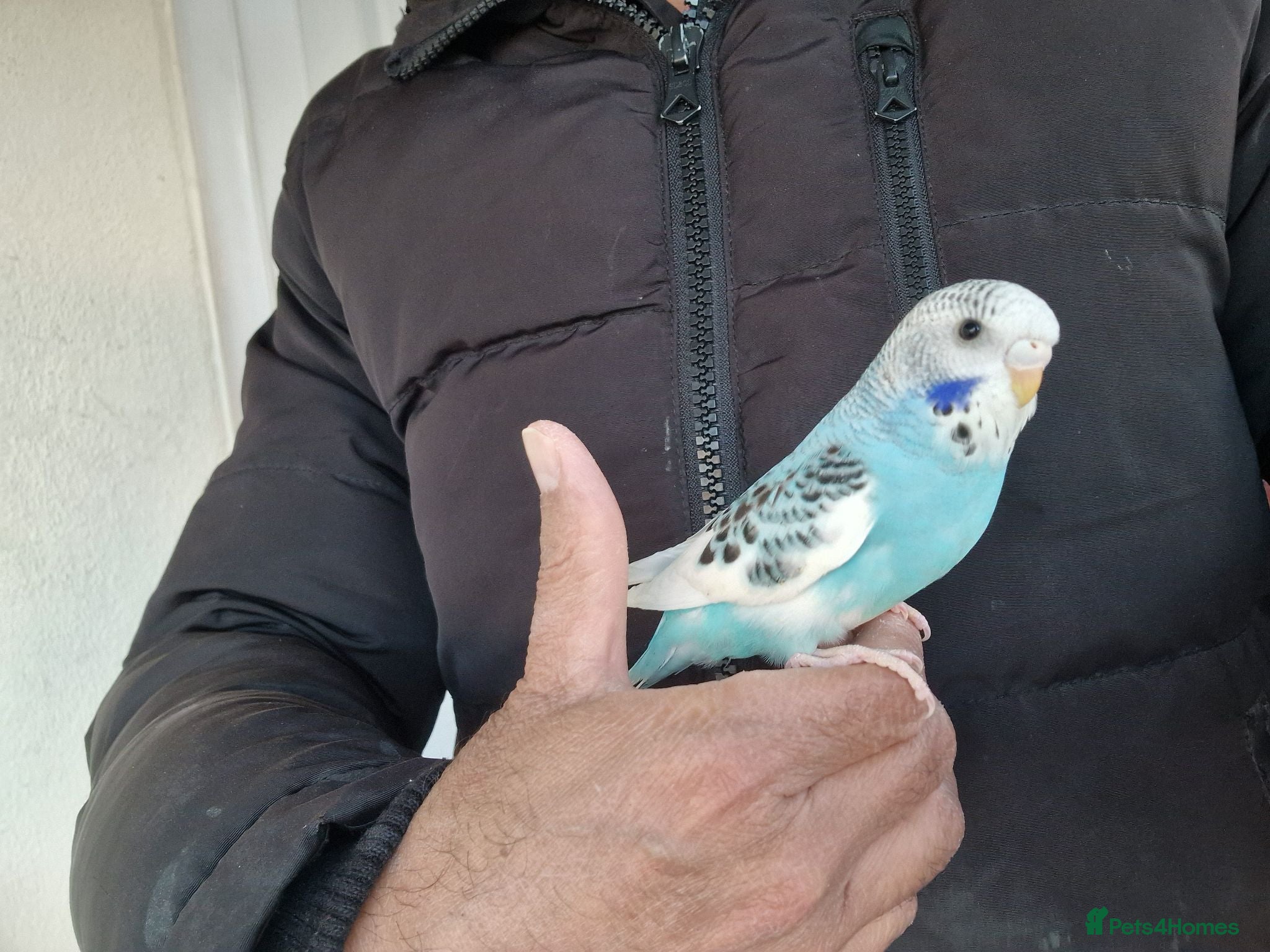 Budgerigars birds Super Hand Tamed Baby Budgie  - Advert 6
