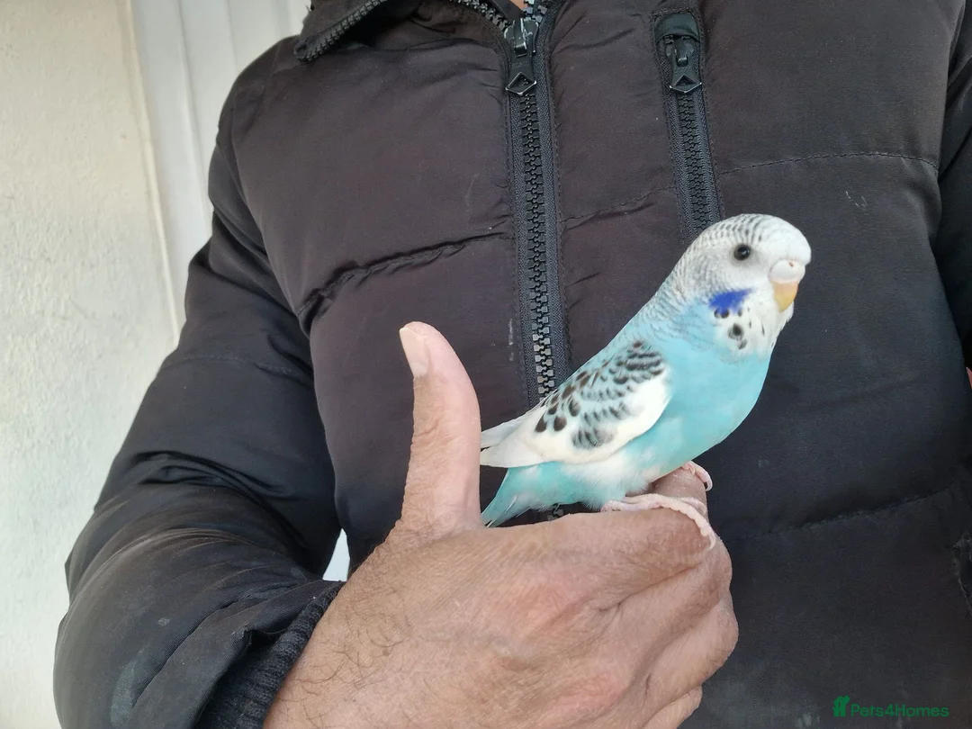 Budgerigars birds for sale: Super Hand Tamed Baby Budgie  - Advert 2