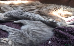 Mixed Breed cats for sale: UNIQUE SILVER/BLUE BENGAL X RUSSIAN BLUE KITTENS  - Image 38