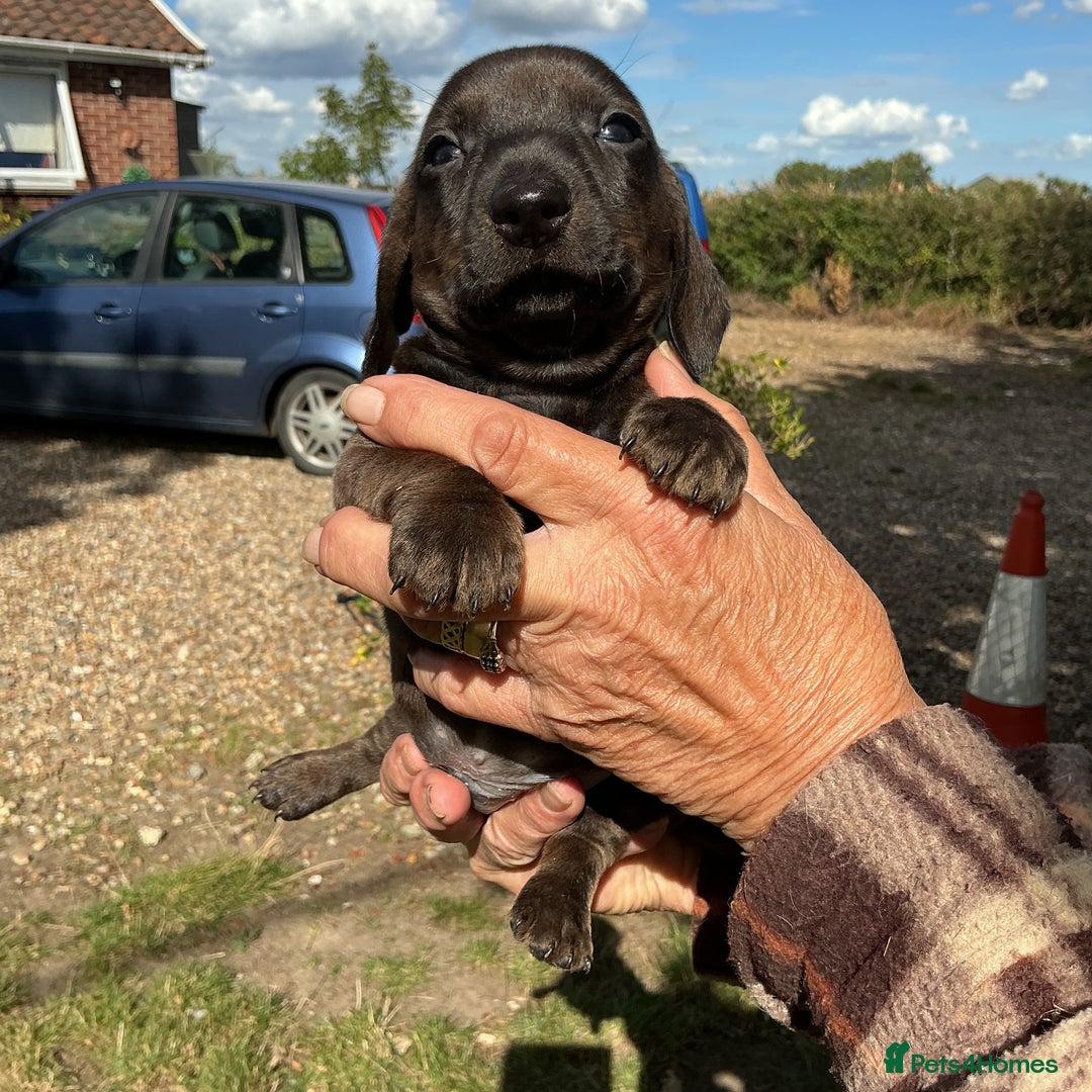 Dachshund dogs for sale: Dachshunds pure bred puppies for sale - Image 3