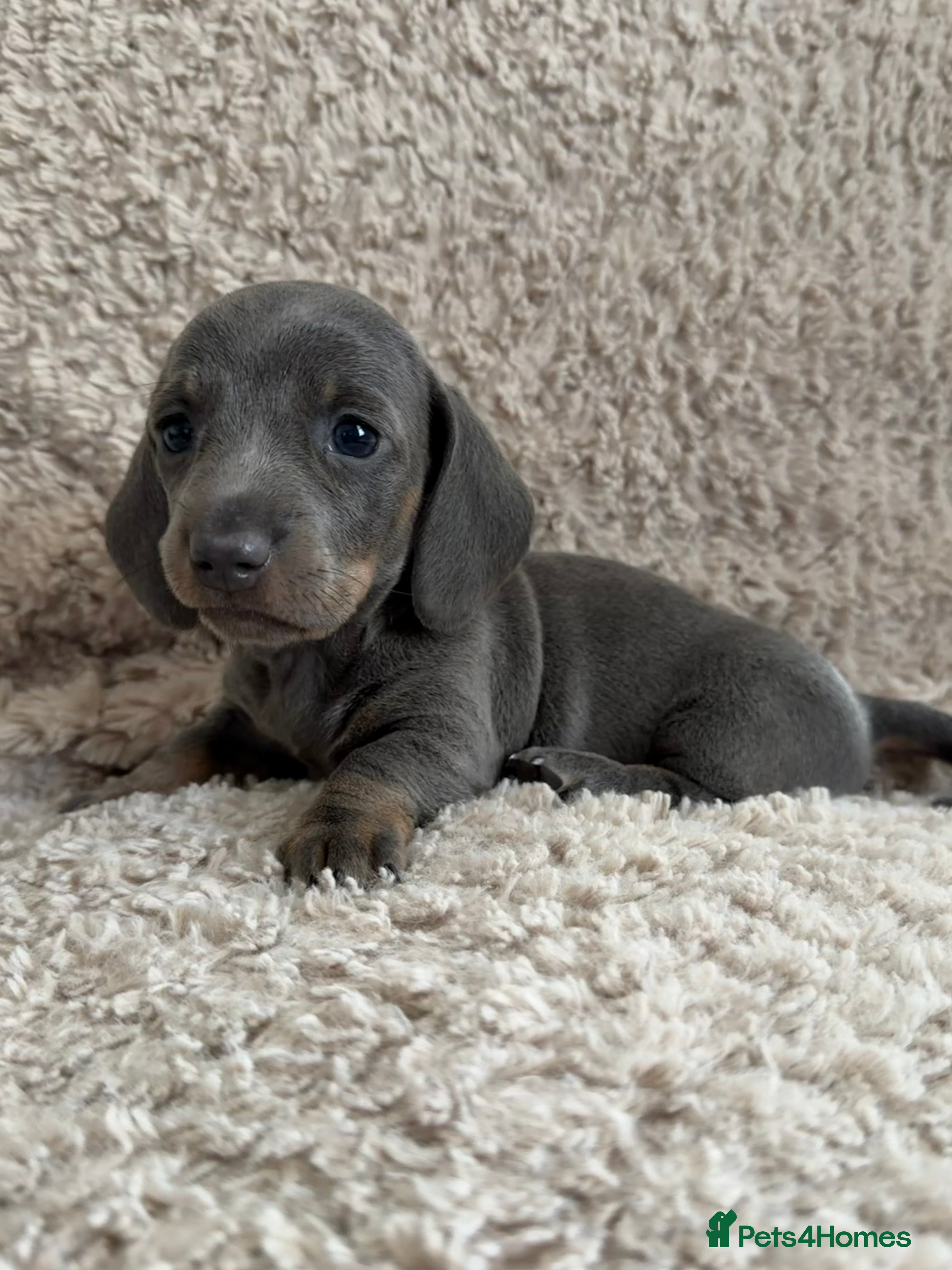 Miniature Dachshund dogs Beautiful KC Registered Miniature Dachshund Pups  - Advert 2