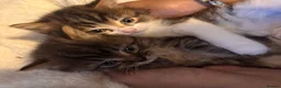 British Longhair cats for sale: Long hair tabby kittens ready to go - Advert 3
