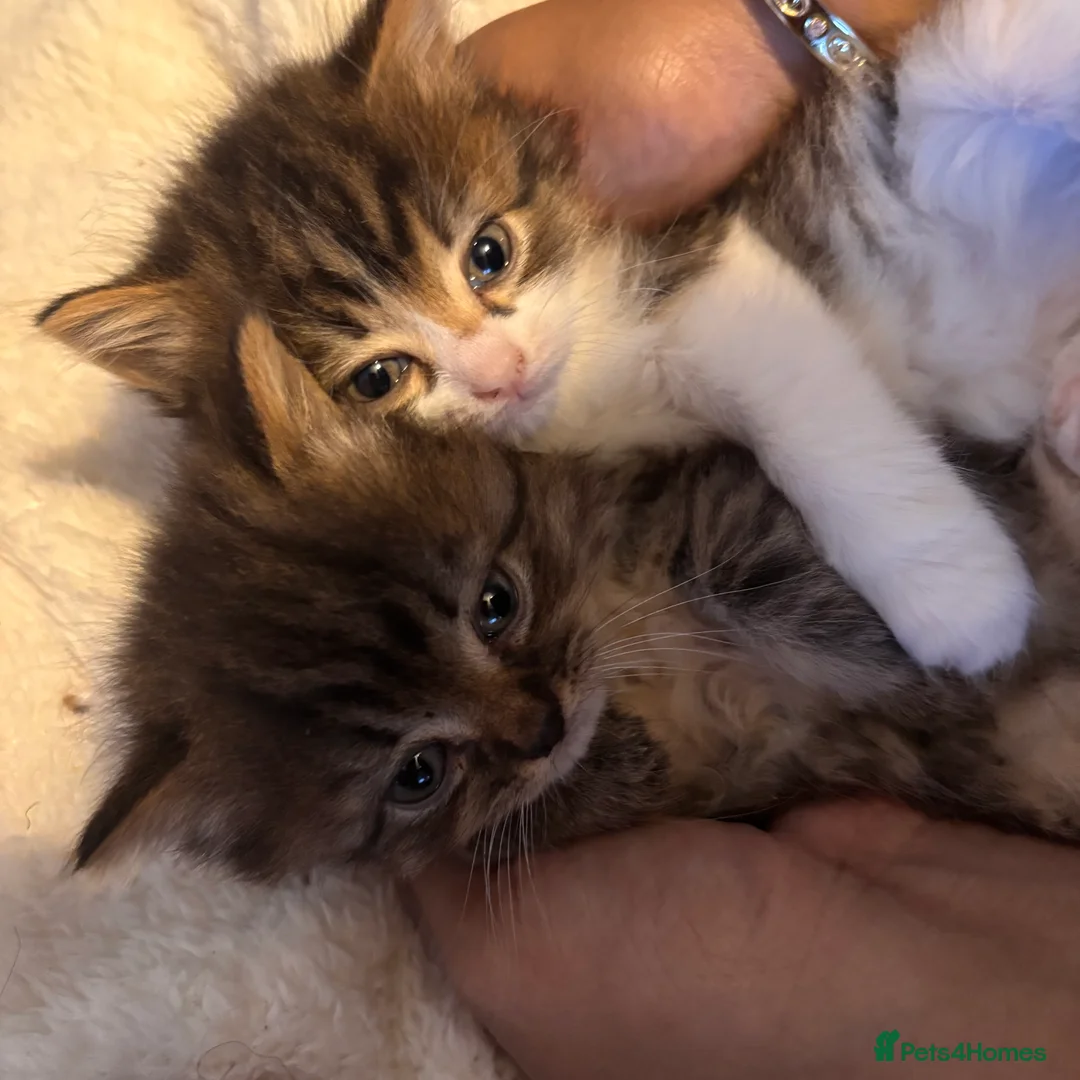British Longhair cats for sale: Long hair tabby kittens ready to go - Advert 3