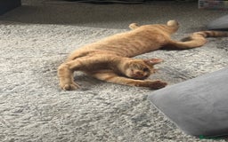 British Shorthair cats for sale: Milo, a short-haired ginger cat seeks loving home - Image 6