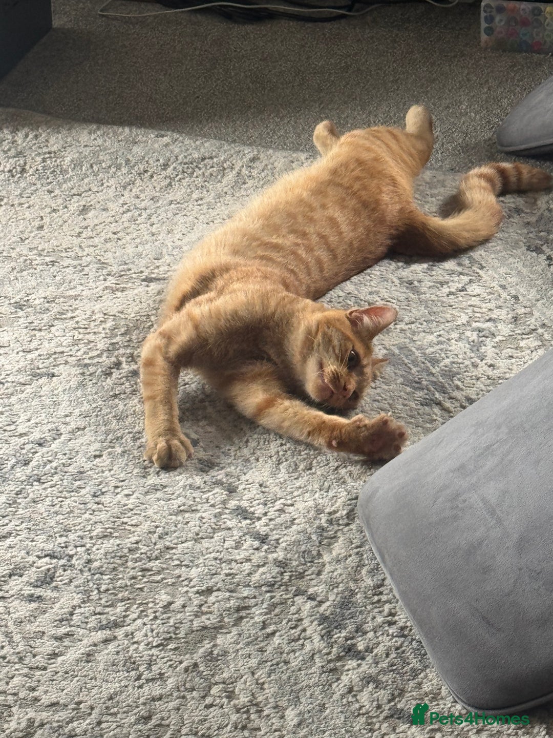 British Shorthair cats for sale: Milo, a short-haired ginger cat seeks loving home - Image 6