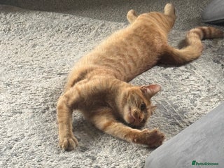 British Shorthair cats Milo, a short-haired ginger cat seeks loving home - Advert 17