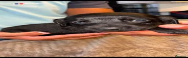 Cocker Spaniel 2
