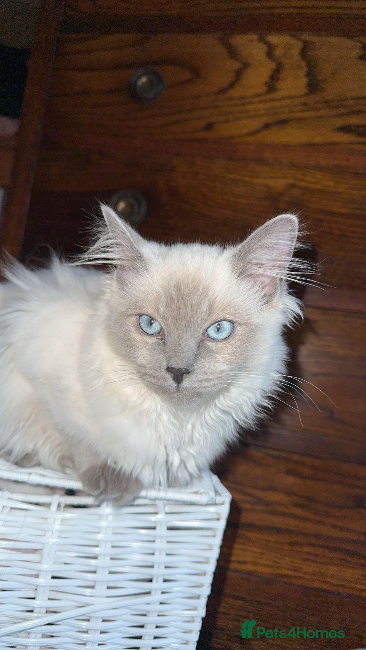Ragdoll cats Ragdoll kittens 1 male 2 females left  - Advert 6