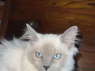 Ragdoll cats Ragdoll kittens 1 male 2 females left - Advert 6