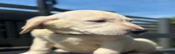 Goldador dogs for sale: GOLDADOR PUPPIES READY FOR NEW HOMES - Advert 13