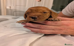 Cocker Spaniel dogs for sale: Cocker spaniel puppies  - Advert 4