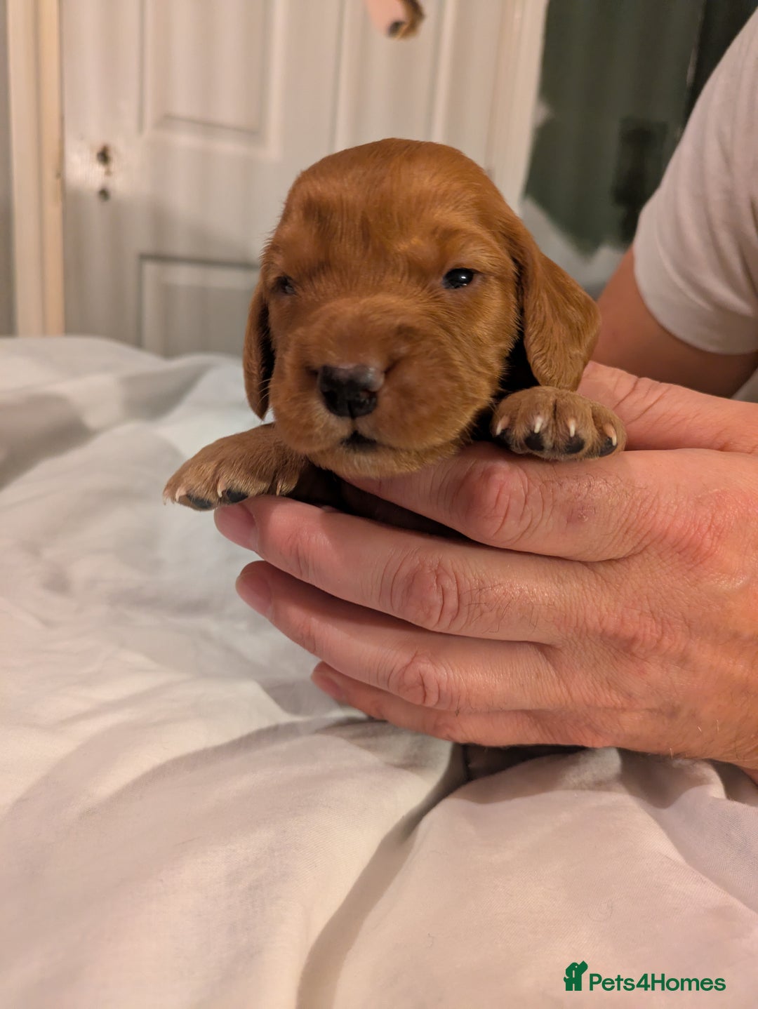 Cocker Spaniel dogs for sale: Cocker spaniel puppies  - Advert 4