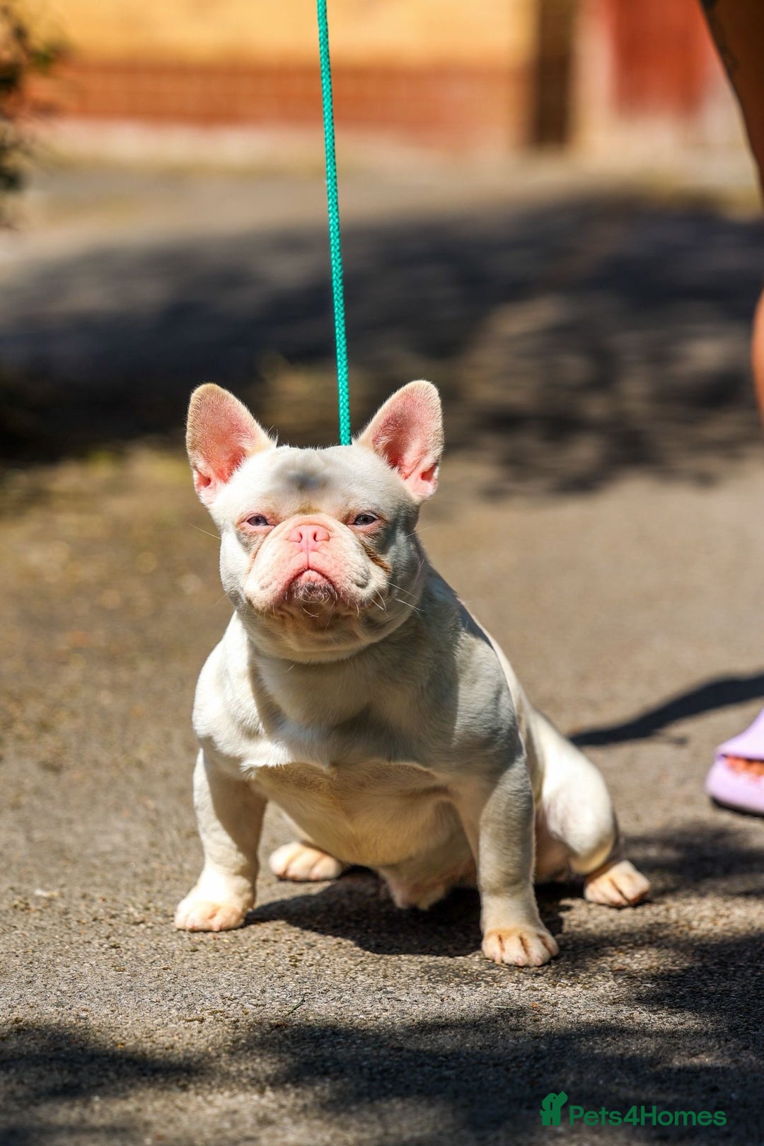 French Bulldog dogs for stud: PINK HEFNER Pink Husky Ea - Image 2