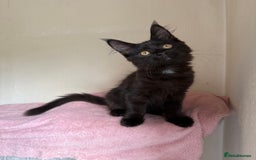 Maine Coon cats for sale: Pedigree GCCF Russian Import line Maine Coons - Image 30
