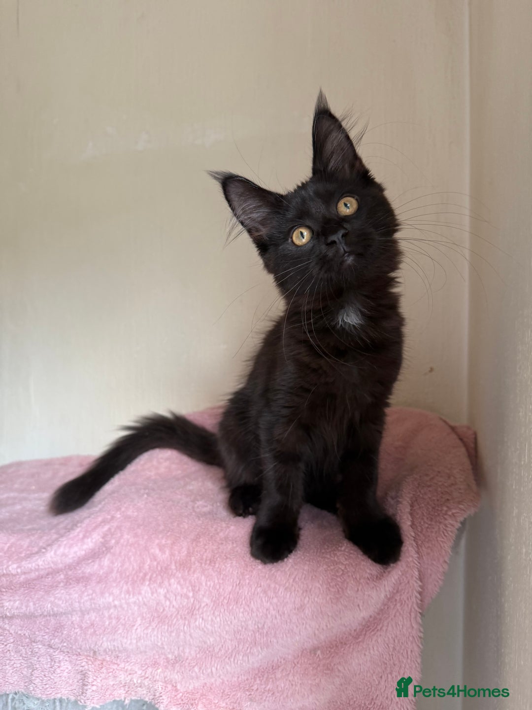 Maine Coon cats for sale: Pedigree GCCF Russian Import line Maine Coons - Image 30