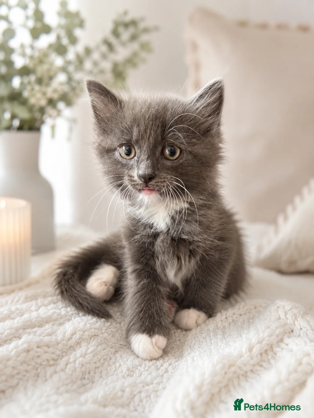 Mixed Breed cats for sale: Beautiful & very social kittens for sale in Northwich - Advert 2