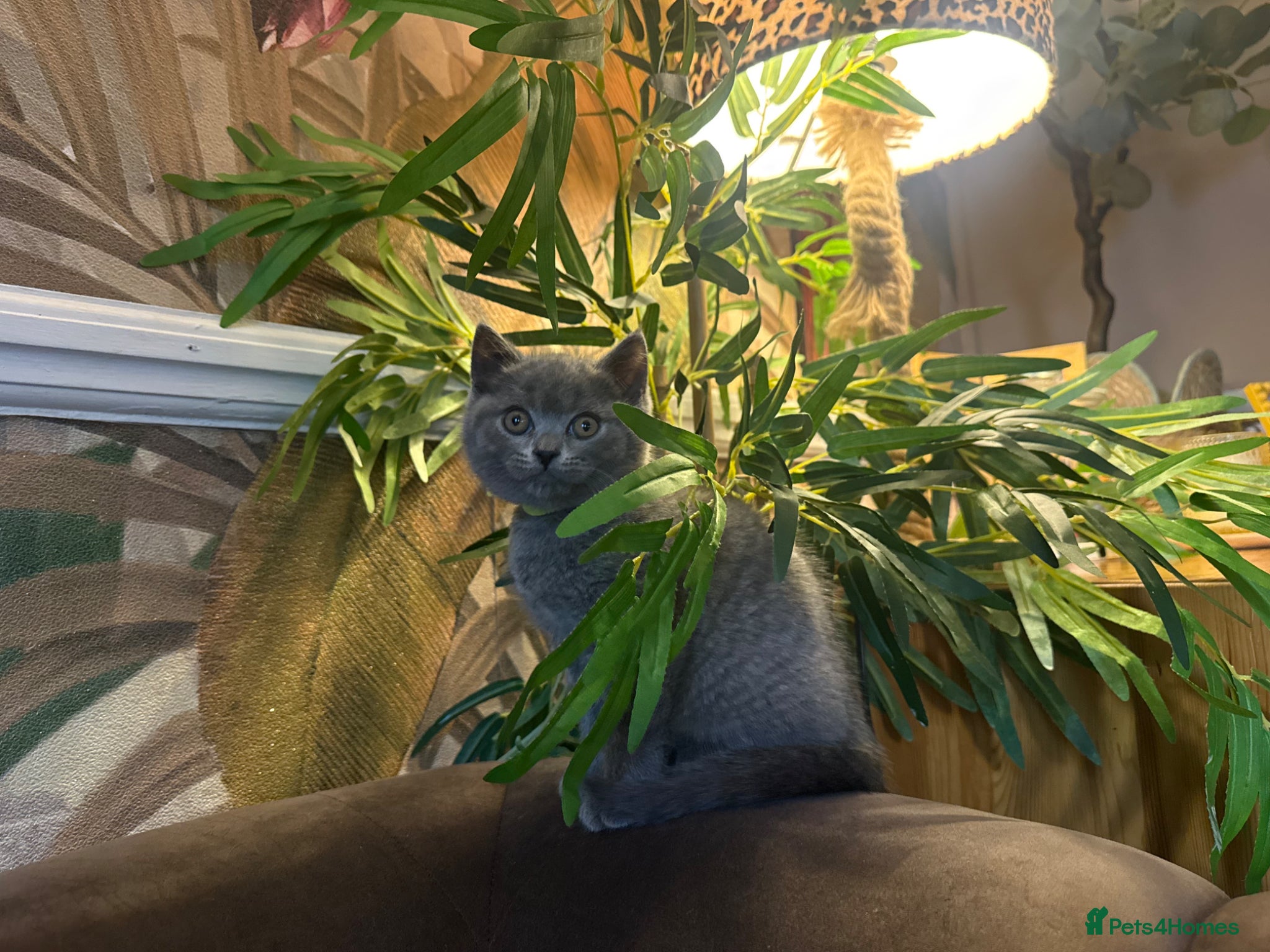 British Shorthair cats 😻British Shorthair kittens Champion Line 😻🥇🏆 - Advert 1