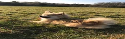 Pomchi dogs for sale: Chihuahua and pomchi for rehome - Advert 2