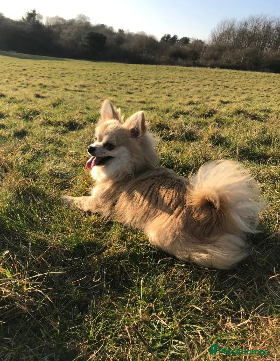 Pomchi dogs for sale: Chihuahua and pomchi for rehome - Advert 2