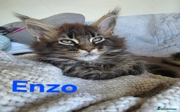 Maine Coon cats for sale: Rare Pure Breed Mainecoons - Image 6